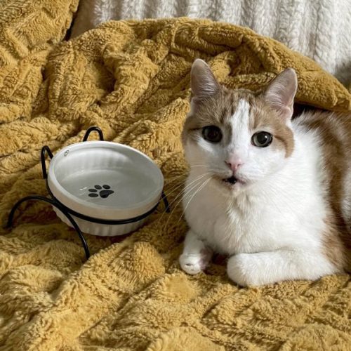 HOMLA CATTY fehér tál fém állványon 12 cm